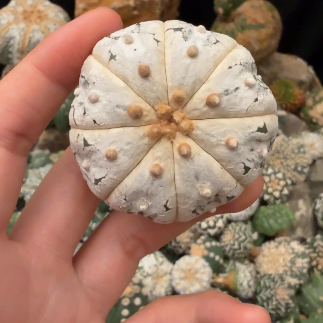 浓白缺水哈哈哈哈哈哈