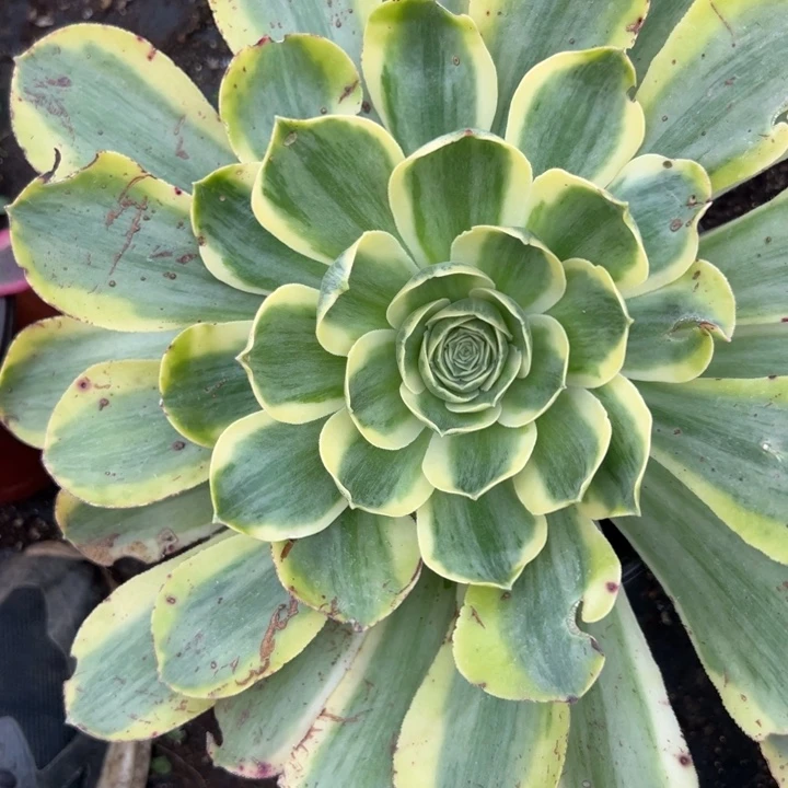 多肉植物香炉盘不售后