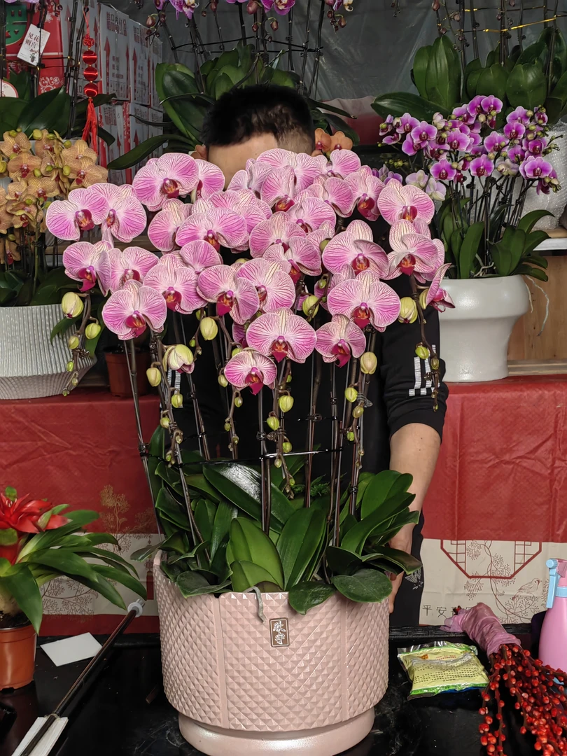 蝴蝶兰盆栽桌面开花西安同城