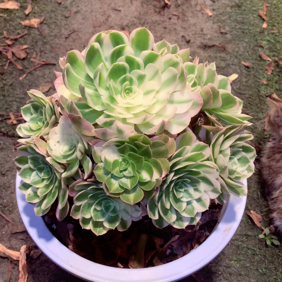 海王捧花，多肉植物