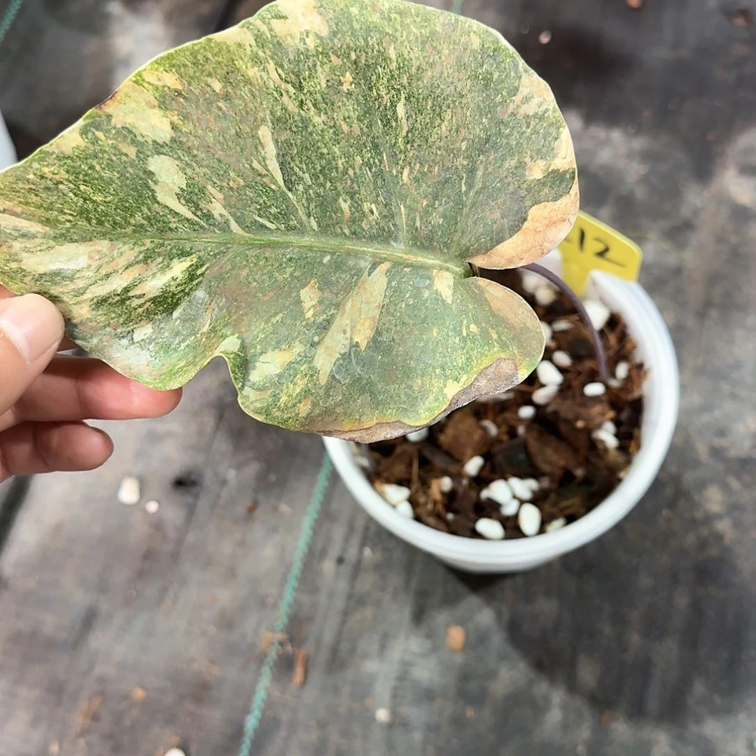 无花朵南*绿雪一叶一芽c12