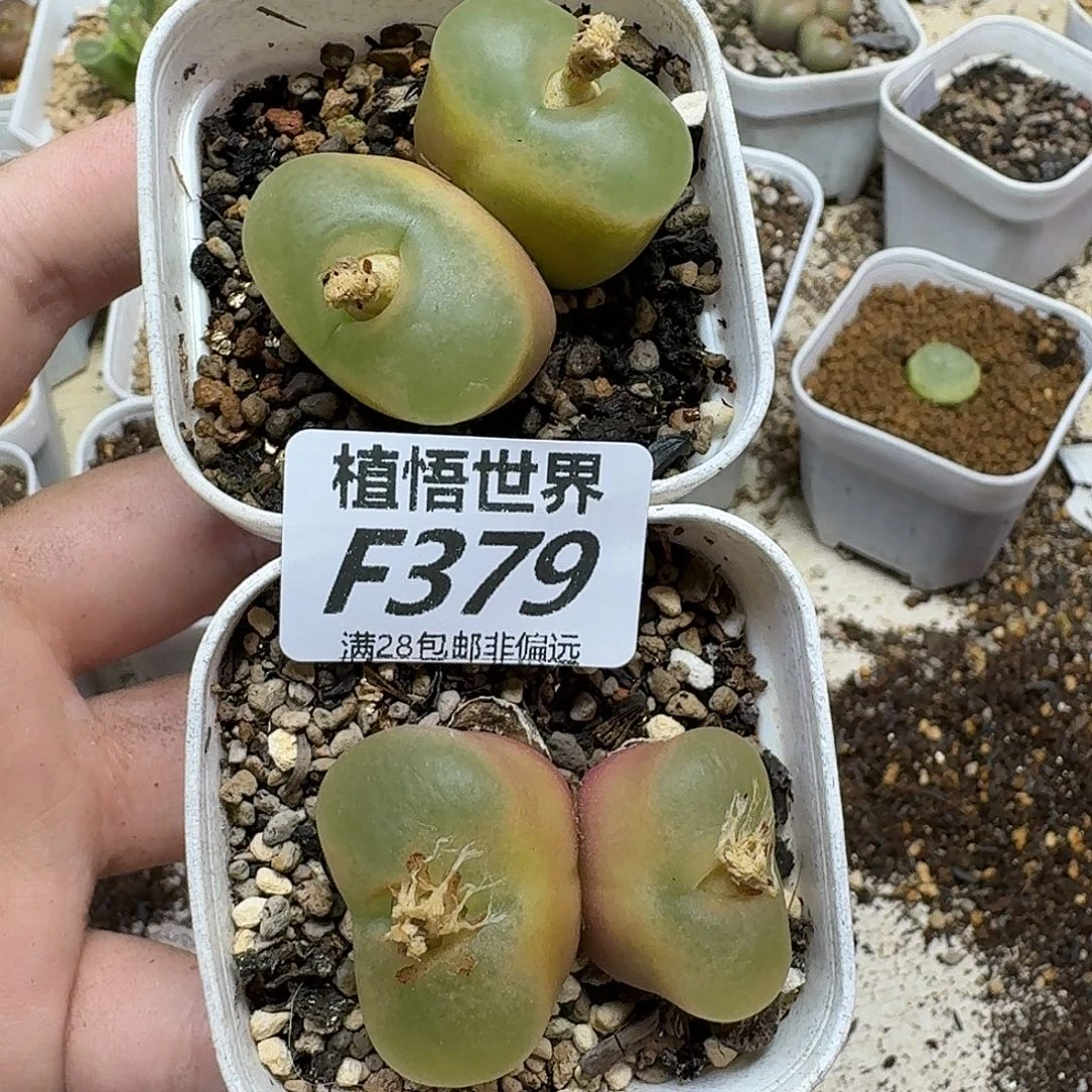多肉植物的润泽cvb