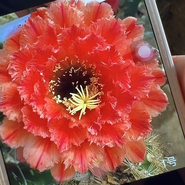 清一侧芽5公分左右毛花柱（20包邮）
