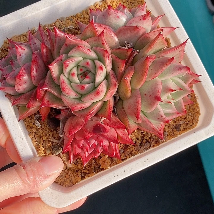 1331多肉植物老桩