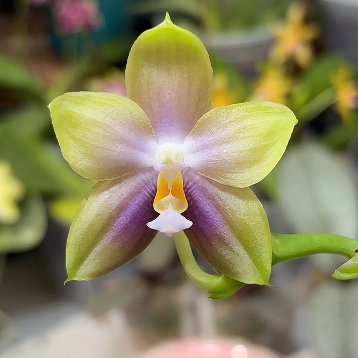 大部分开放少量花苞