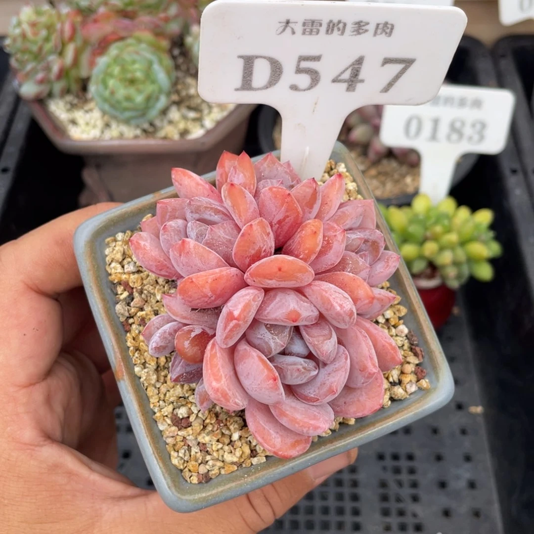 547橙子不带盆8厘米