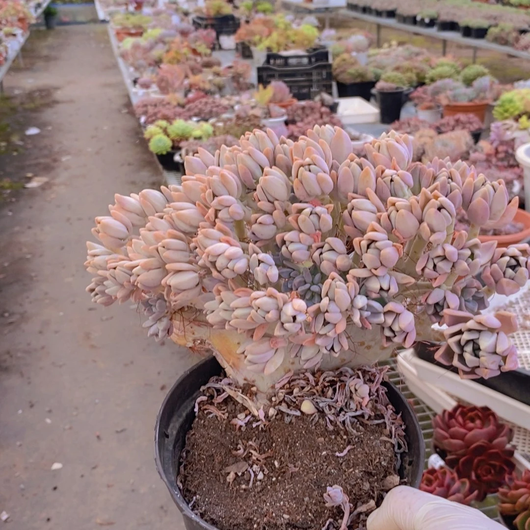 8680冬美人缀化一物一拍