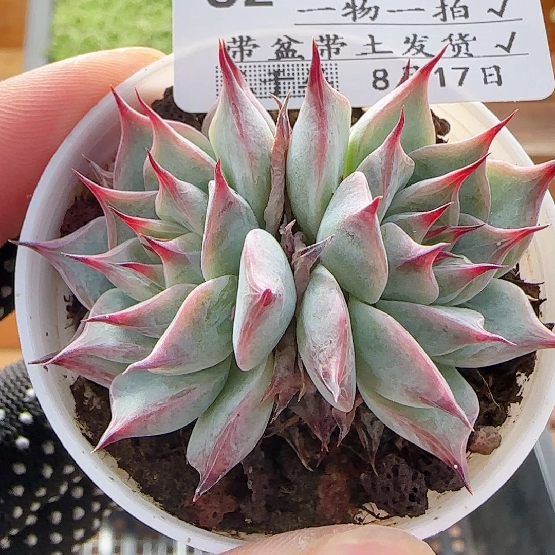 多肉0817-82黑爪爪