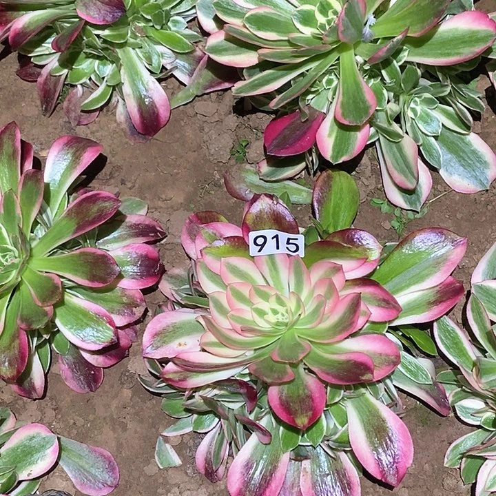 多肉植物法师915粉女郎