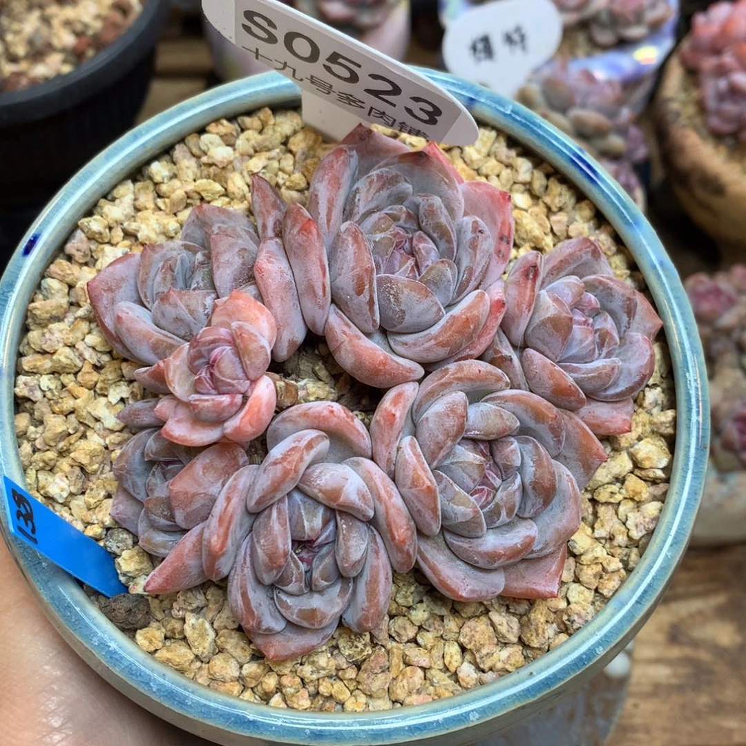 S0253 石榴籽老桩 7头 粗腿