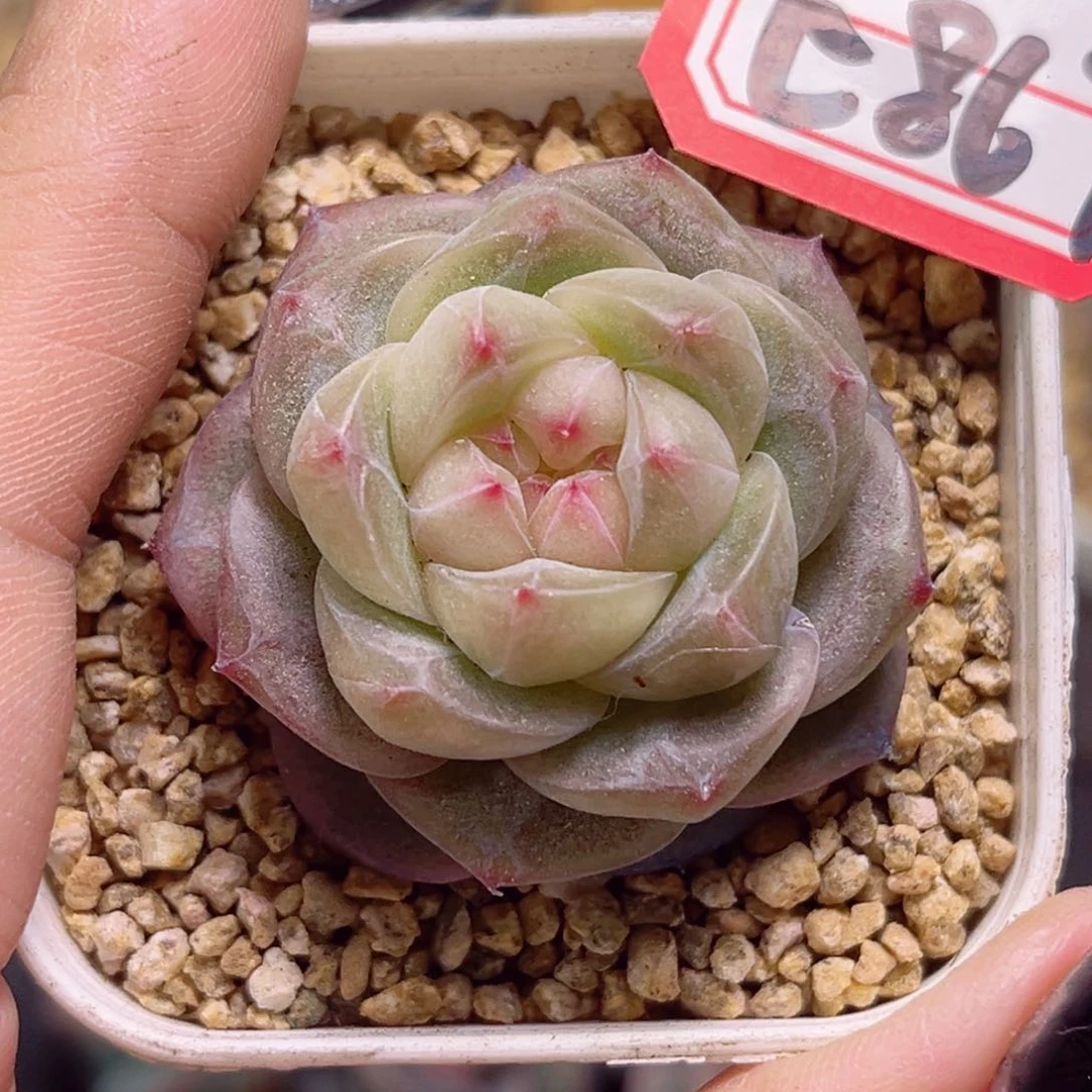 透*子E867一物一拍 星梦