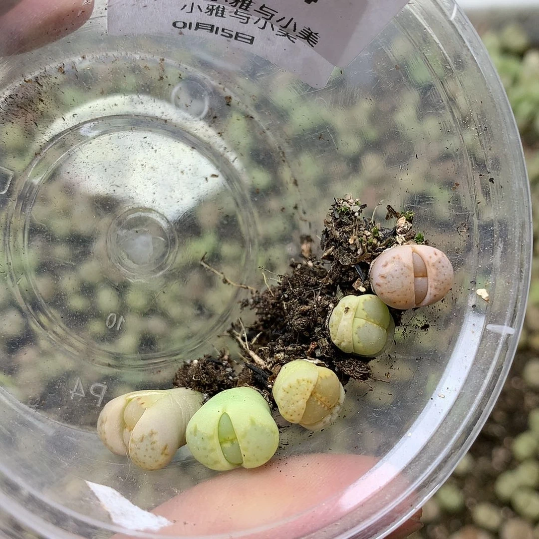 张*挞H464多肉植物保护