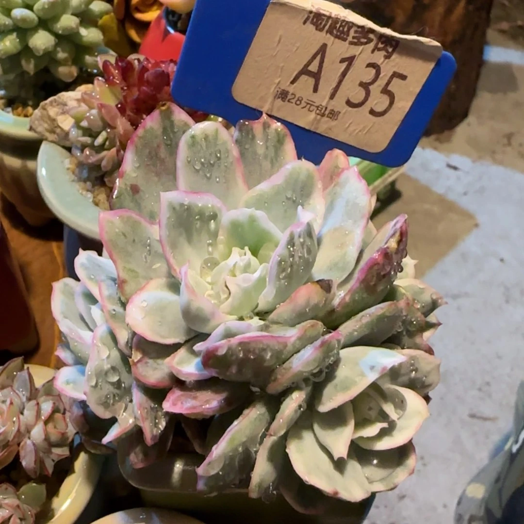 ?***?多肉1234567889