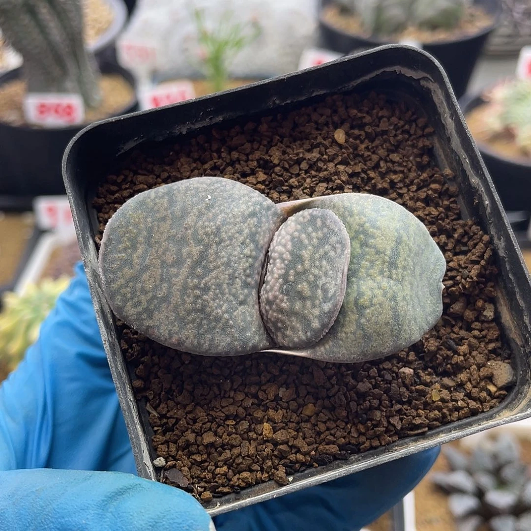 实生龙虎豹卧牛仙人球