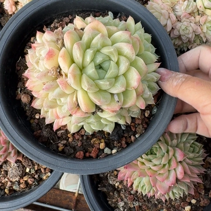 不知名多肉植物绿植