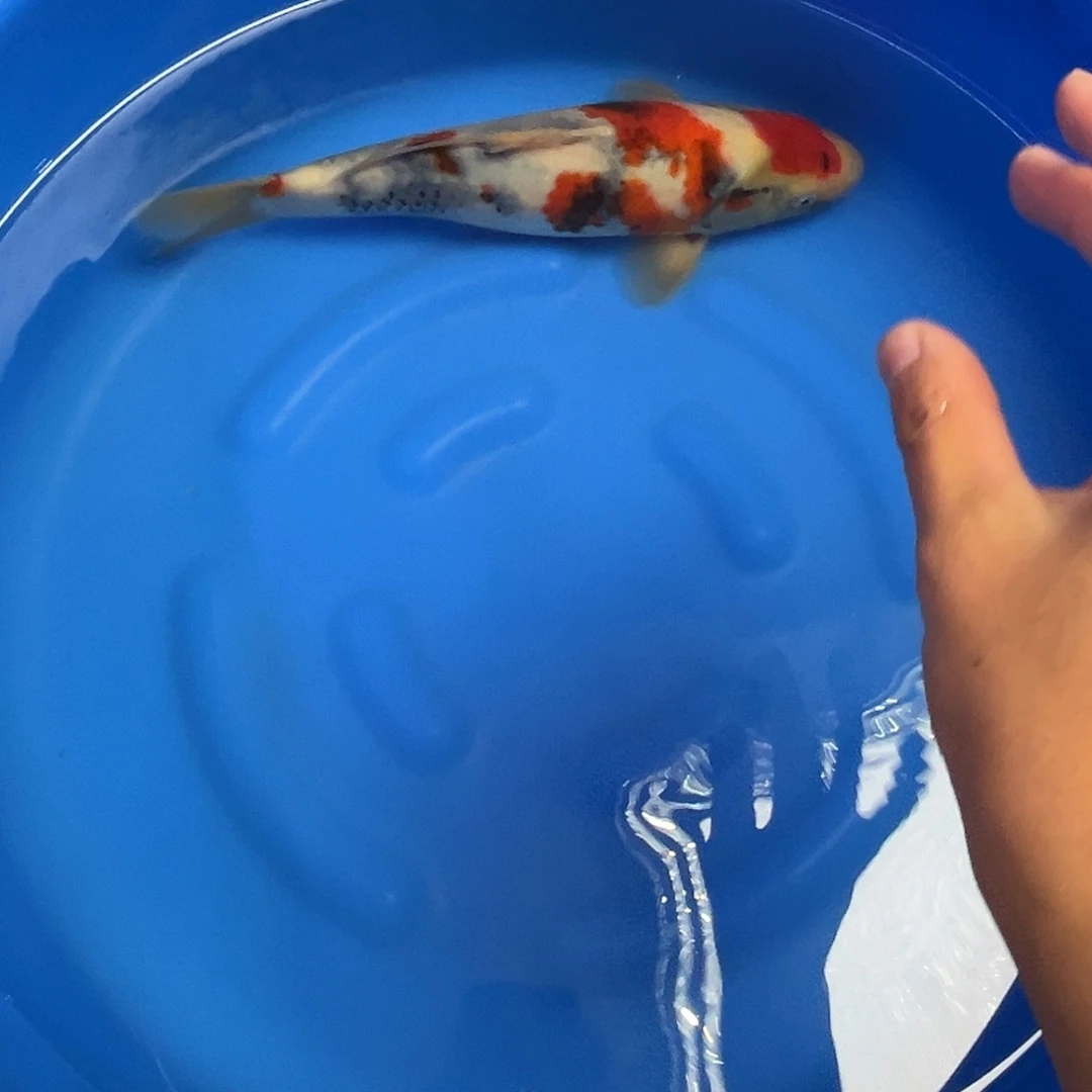 海水鱼精品大日蒙娜丽莎