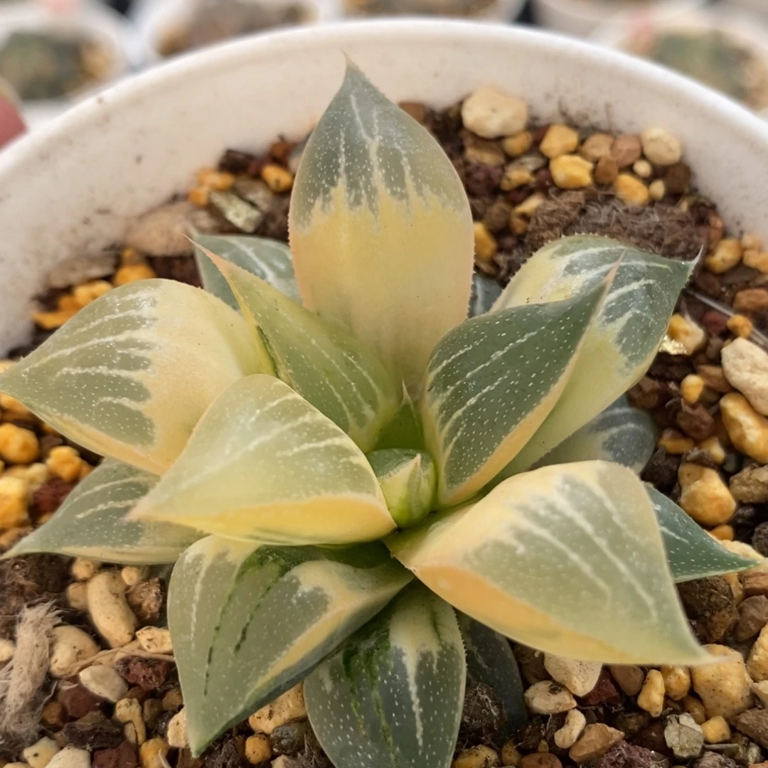 9实生糊斑寿锦一物一拍