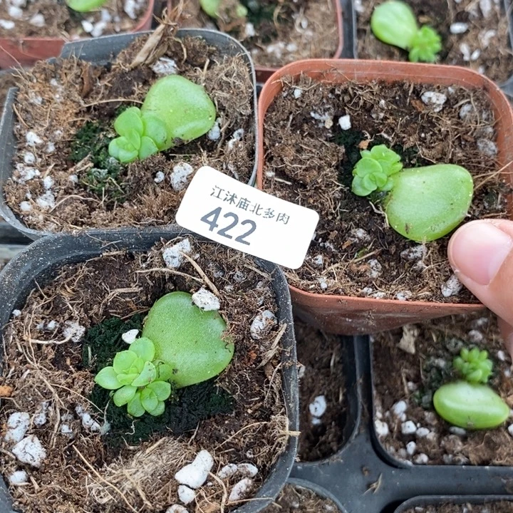 标422宝拉珍尼一个量拍