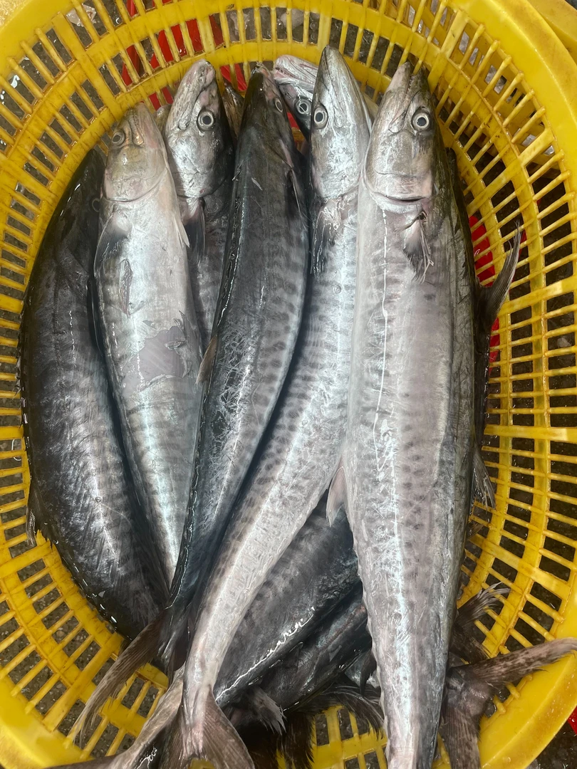 【当天捕捞】广东湛江天然海鲜康氏马鲛鱼竹鲛
