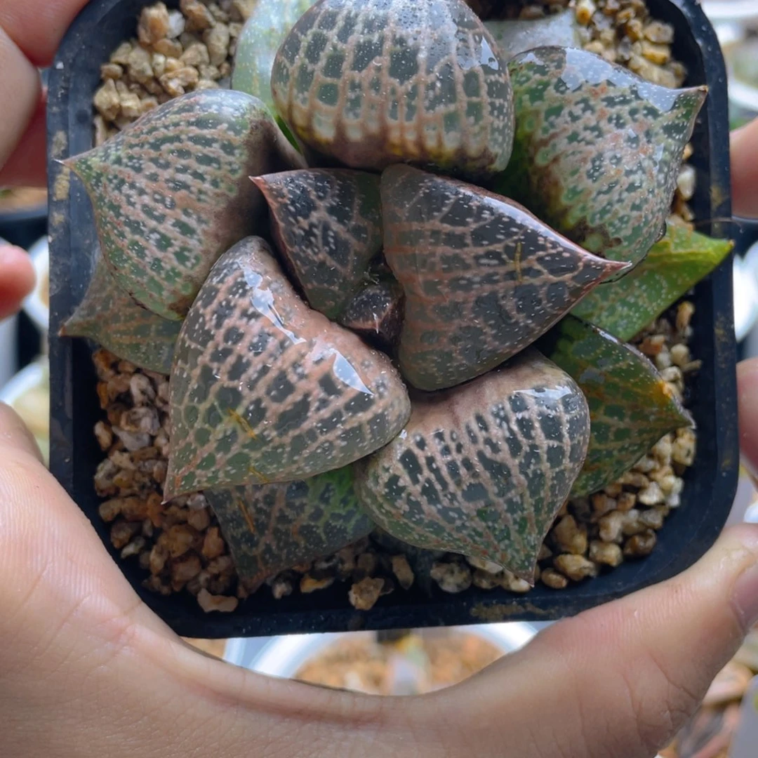 51.十二卷白鲸康平寿。