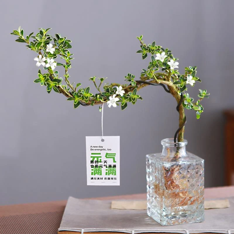 六月雪盆栽水培悬崖造型盆景办公室内桌摆易养观叶植物茶几水养花