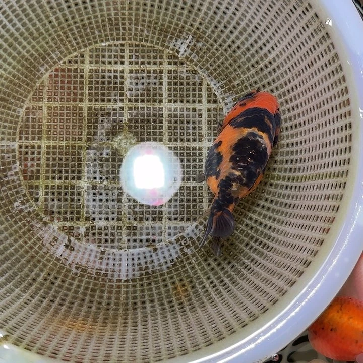 抱***鱼海水兰寿金鱼活体链接到付