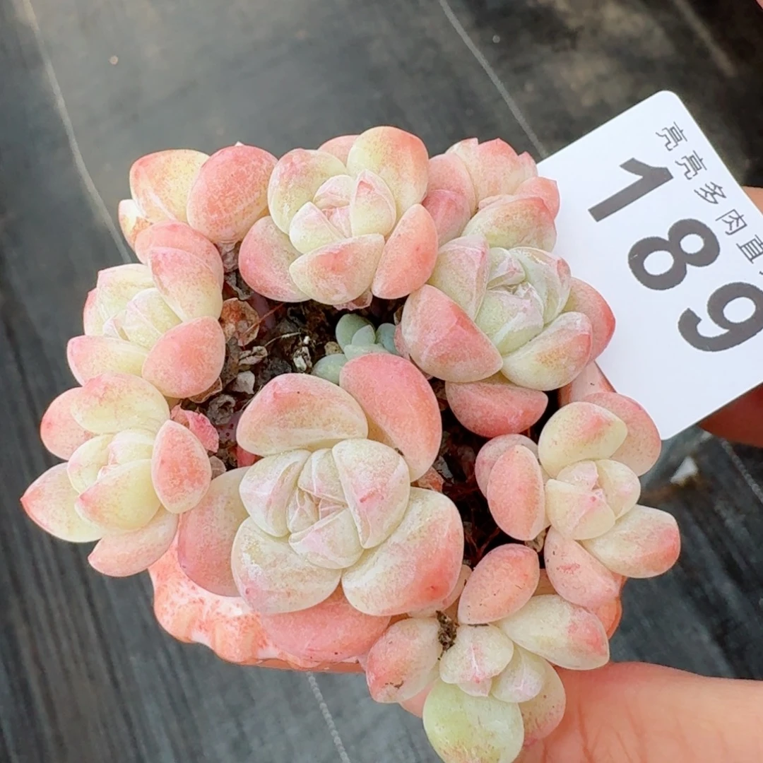三颗拼糖心冰玉            精美多肉植物