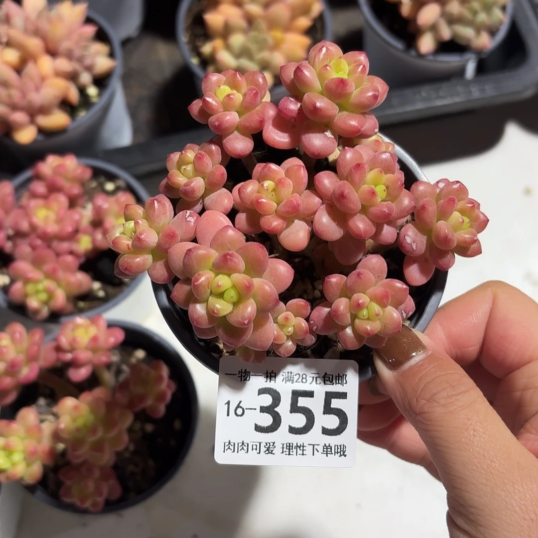 小***心香格里拉无盆土发货无