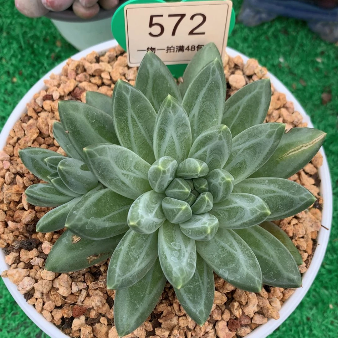 胖体青花瓷单头一物一拍572