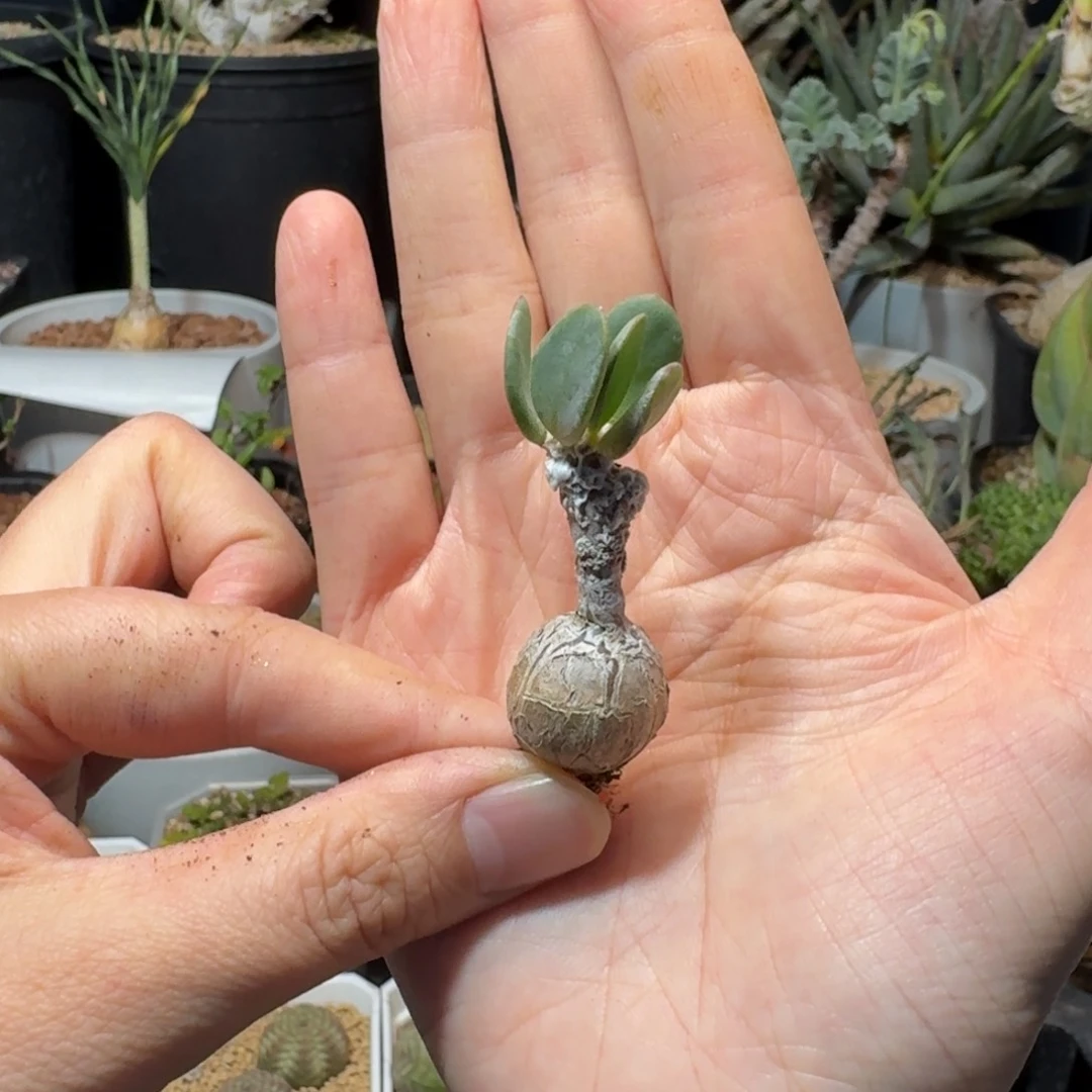 派马厚敦菊多肉植物一物一拍