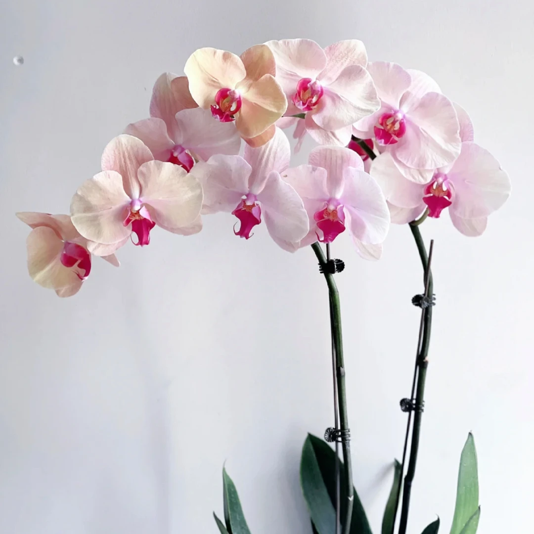 蝴蝶兰【香槟】粉色大花丰花型2.8寸出梗苗叶片微瑕