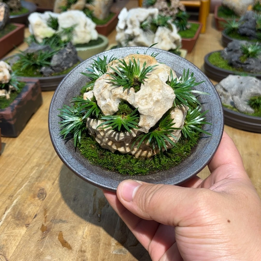 生***死紫砂花盆➕附石菖蒲