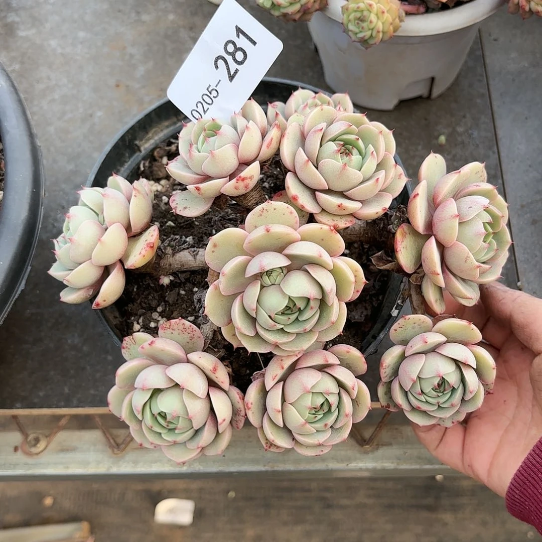 同温层多肉笨吧281