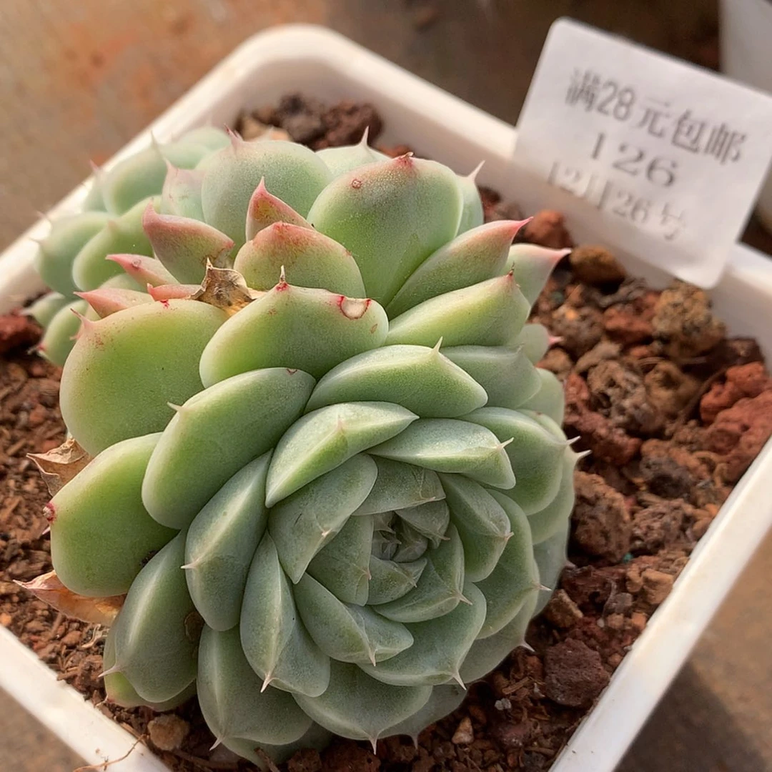 【闪购商品】云126号白底麦秆8厘米