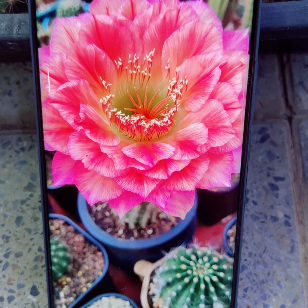 下76毛立夏掉刺歪无根侧芽5公分左右20包邮