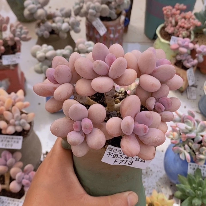 糖果桃蛋老桩12cm713多肉植物