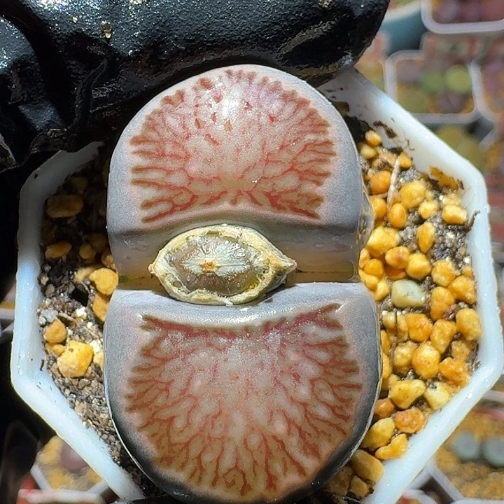 生石花2:：。在。 35号。 3.7左右