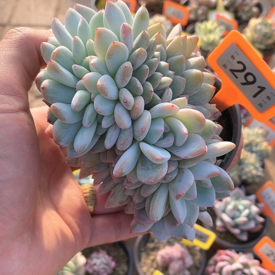 【闪购商品】一**舟291号