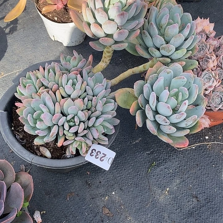 花***）233灰姑娘多肉植物多肉