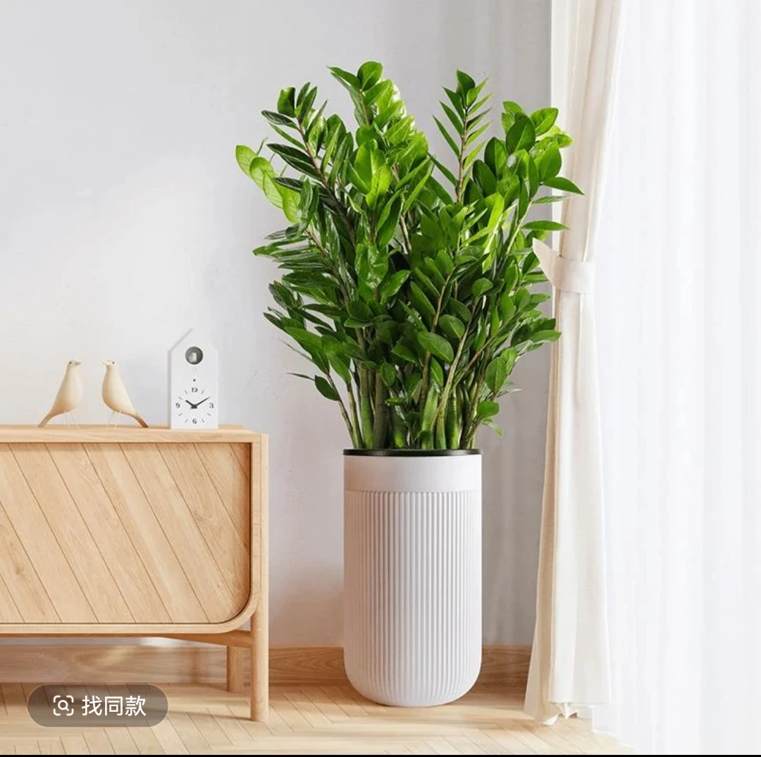 【含盆1米-1.2米】顺丰包邮5年老桩苗金钱树大型懒人客厅摆件绿植