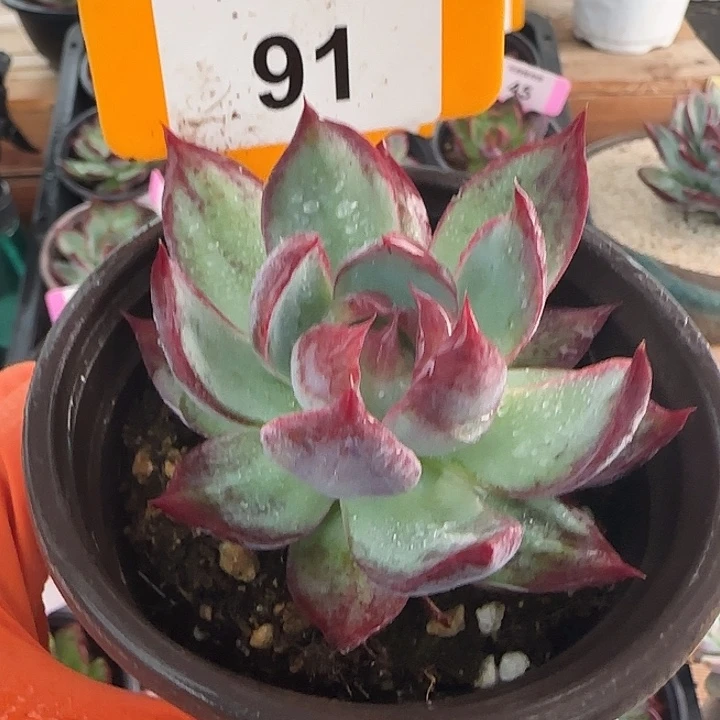 91 惊鸿仙子多肉植物