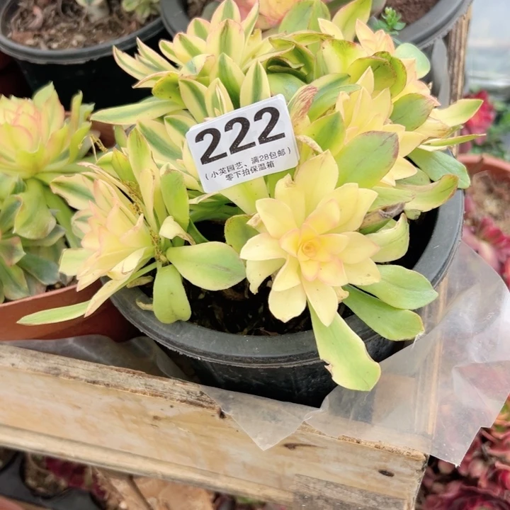 ?**兮222多肉植物、荷花