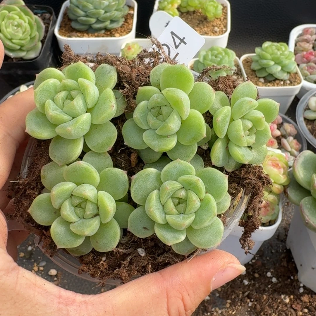 一物一拍一物一拍1107-324
