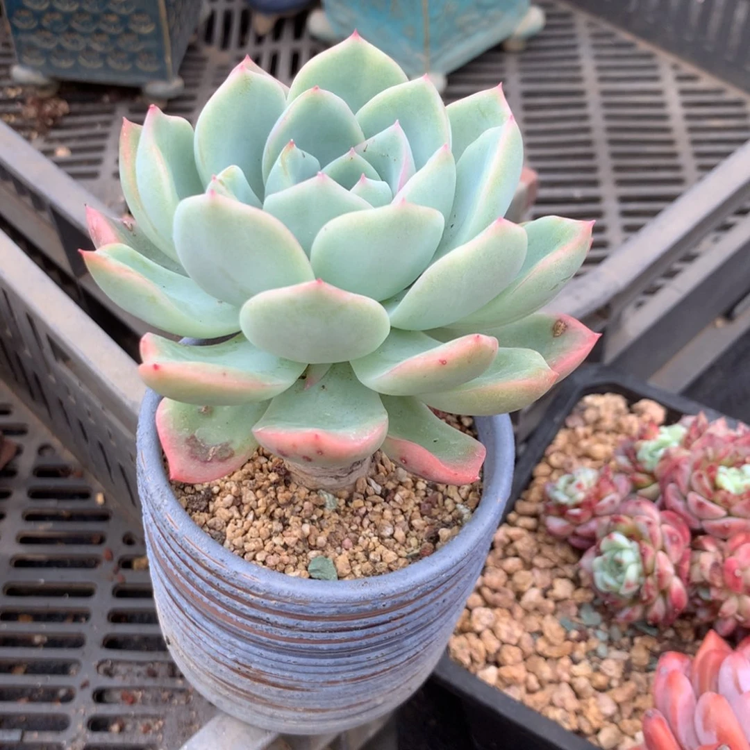 苏***S我想知道这个手机到底用哪个