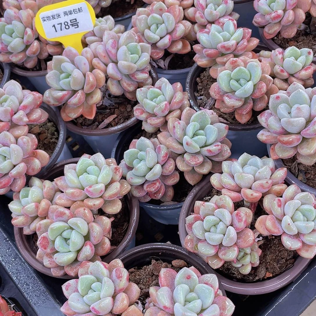 178号 老桩花斑露白鹭多头群一颗