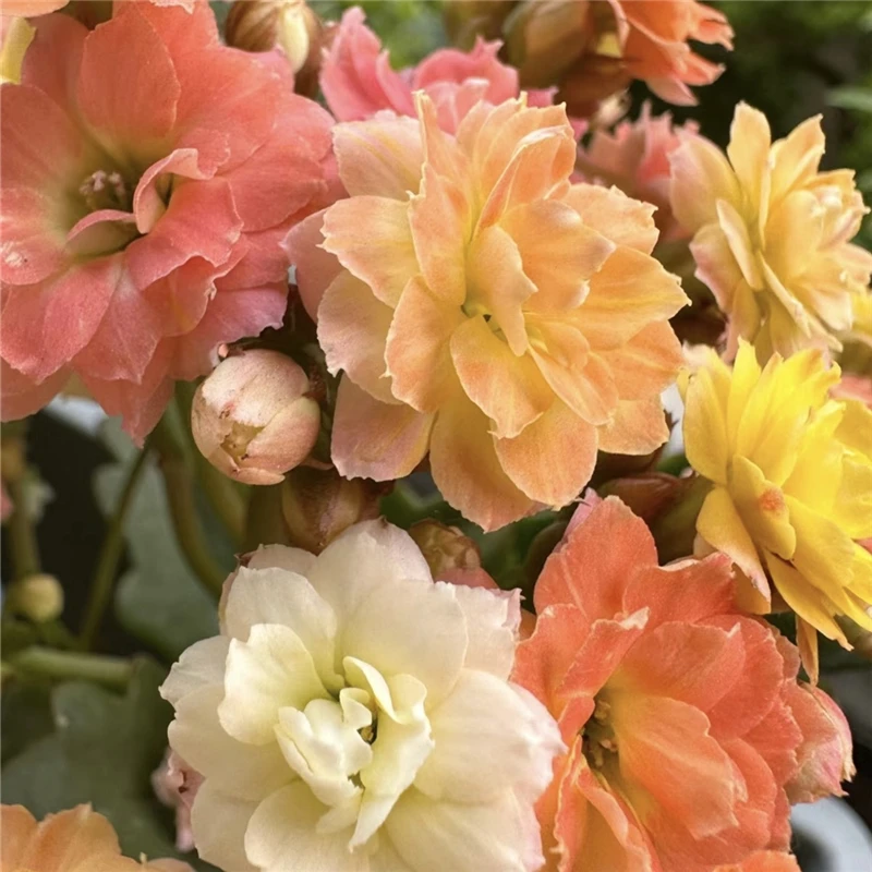 【彩色毛绒二代】110#盆重瓣大花长寿带花苞