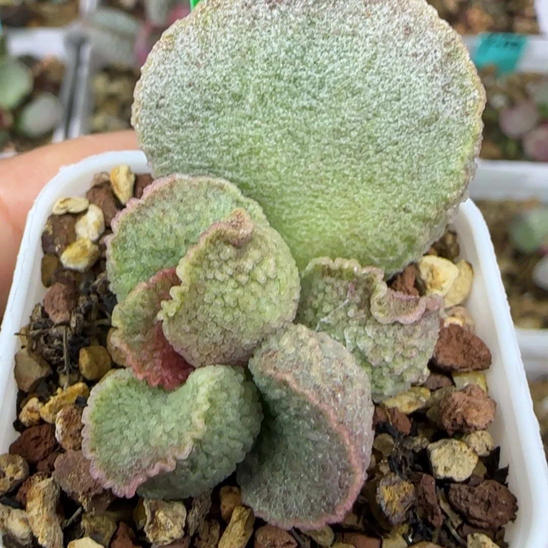 编号376大叶插，四方盆发