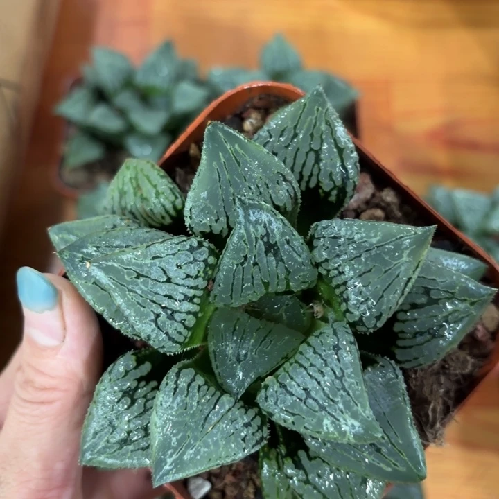 母本大马丽丽多肉植物