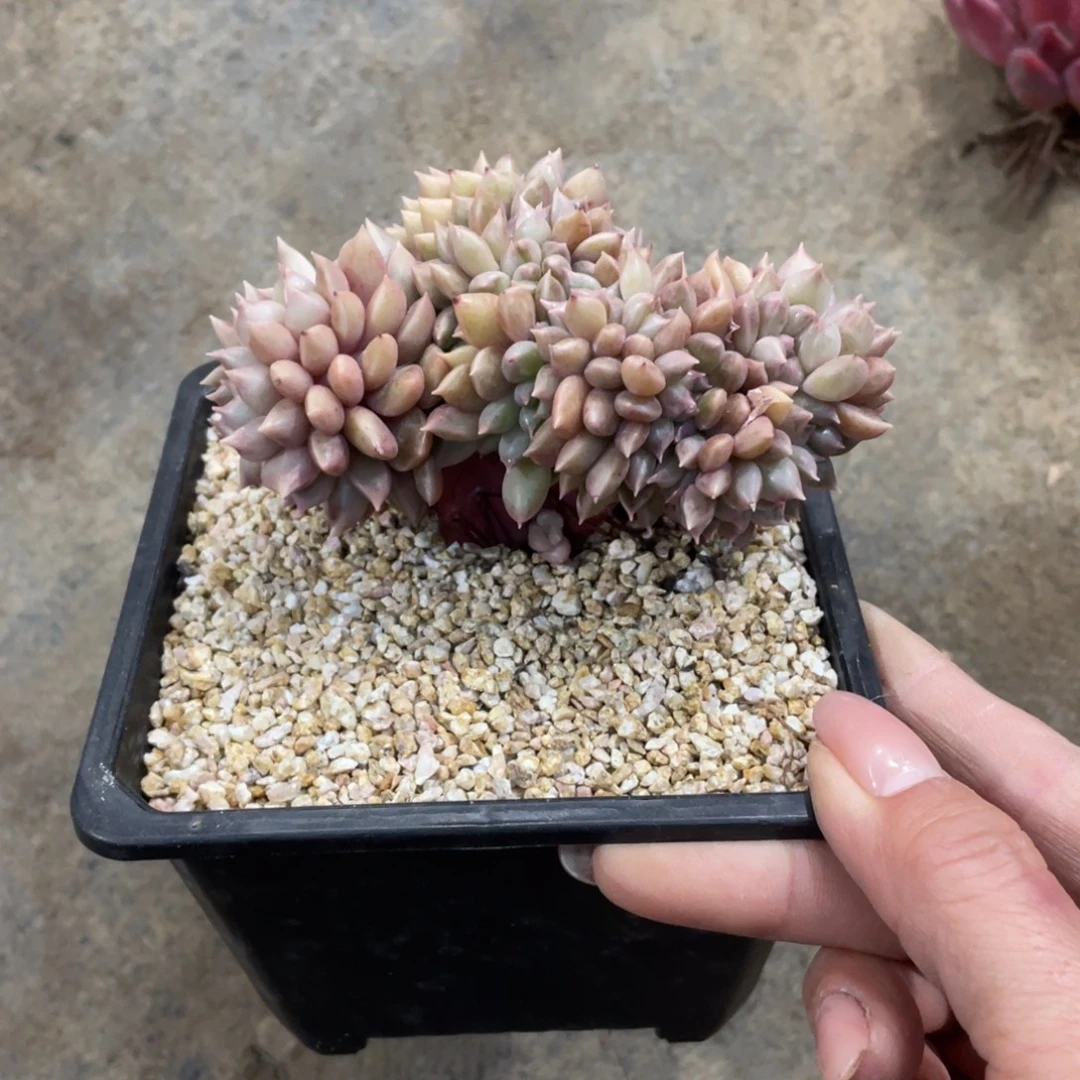 璀璨冠幅10 公分一物一拍