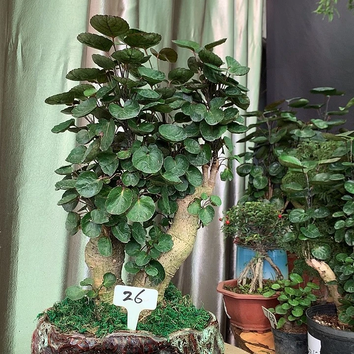 完全开放45555585885